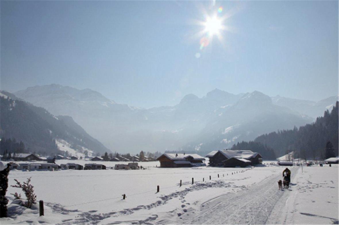 Schlittenhunde Schweizermeisterschaften in Lenk 
