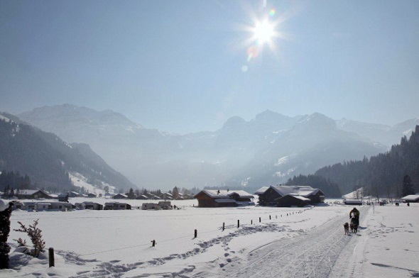 Schlittenhunde Schweizermeisterschaften in Lenk
