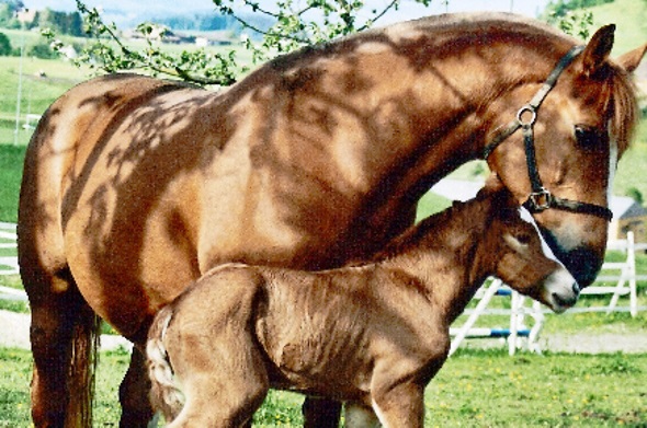 Erleichterungen in der Pferdehaltung