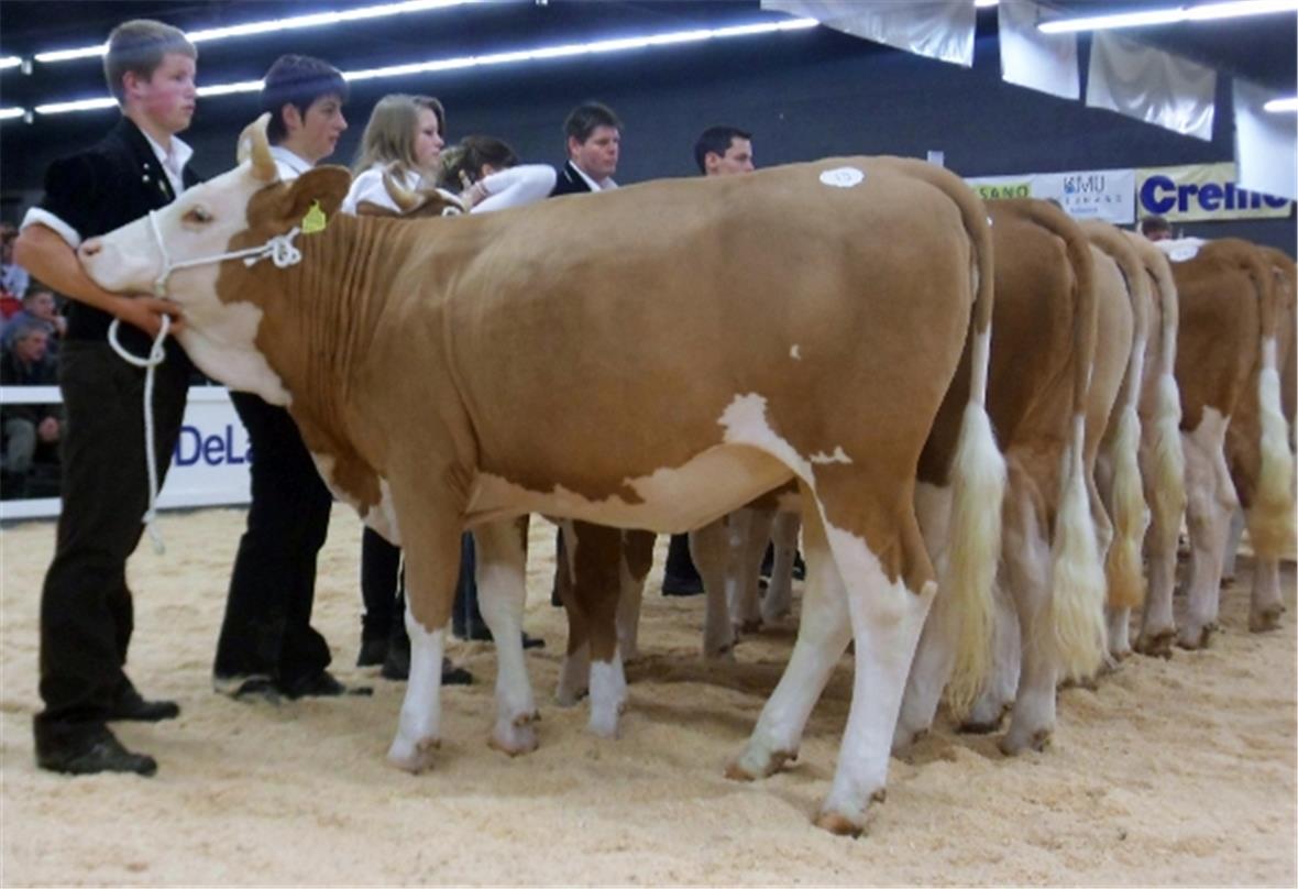Zufriedene Gesichter am Jubiläumsanlass 