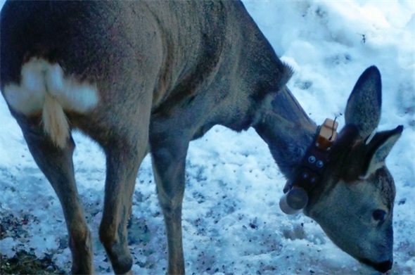 Rehe leiden im Winter durch die klobigen Senderhalsbänder