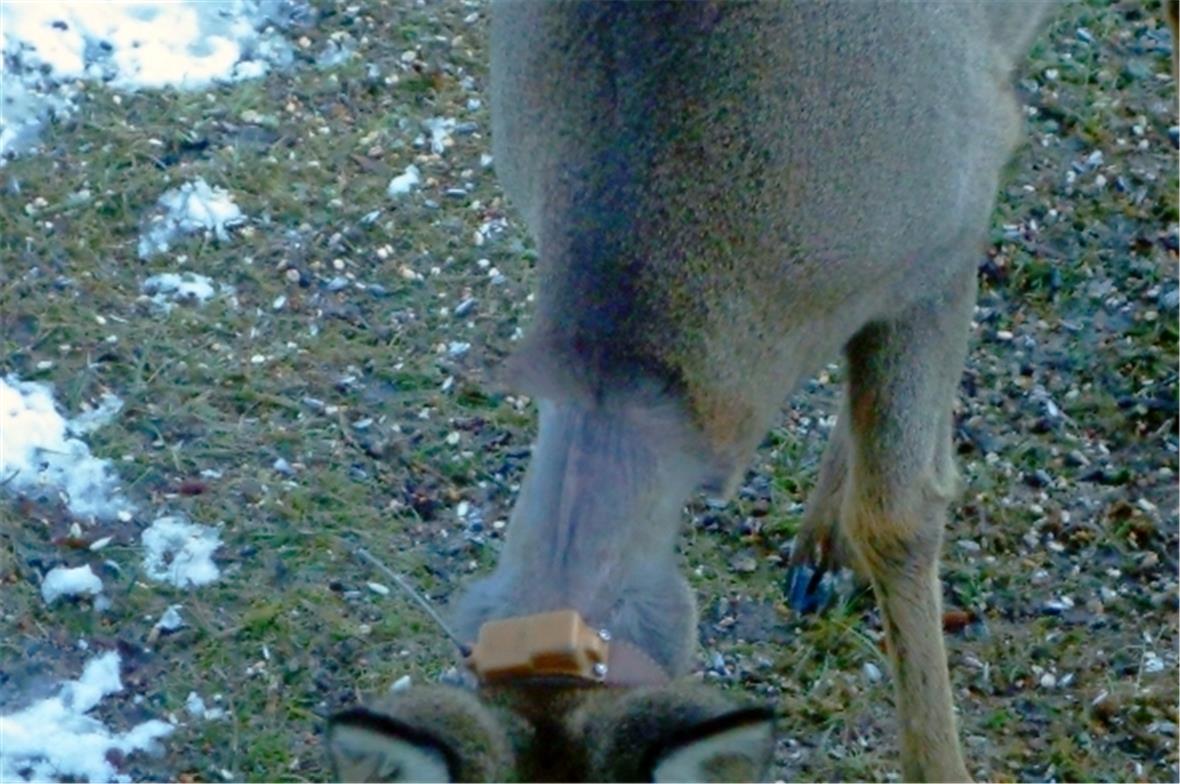 Rehe leiden im Winter durch die klobigen Senderhalsbänder 