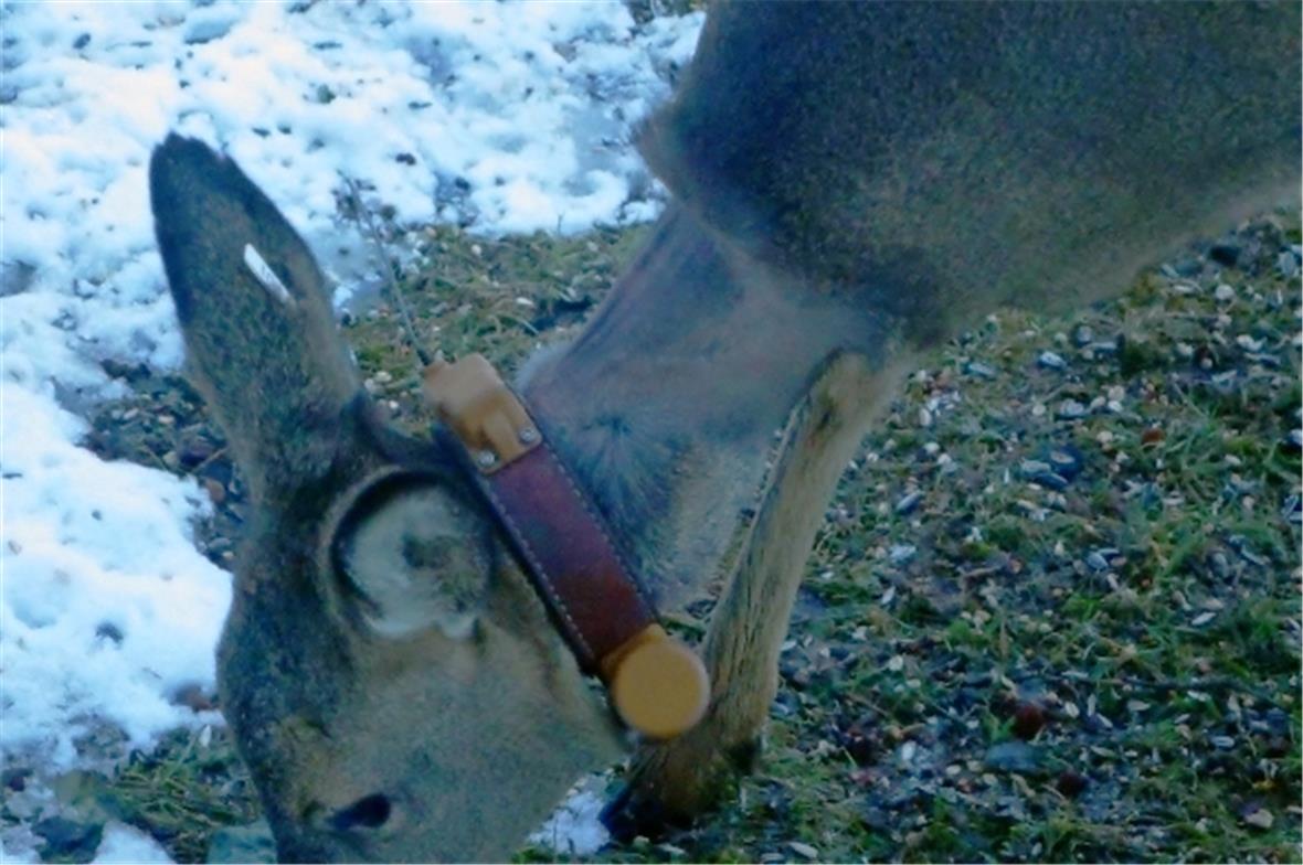 Rehe leiden im Winter durch die klobigen Senderhalsbänder 