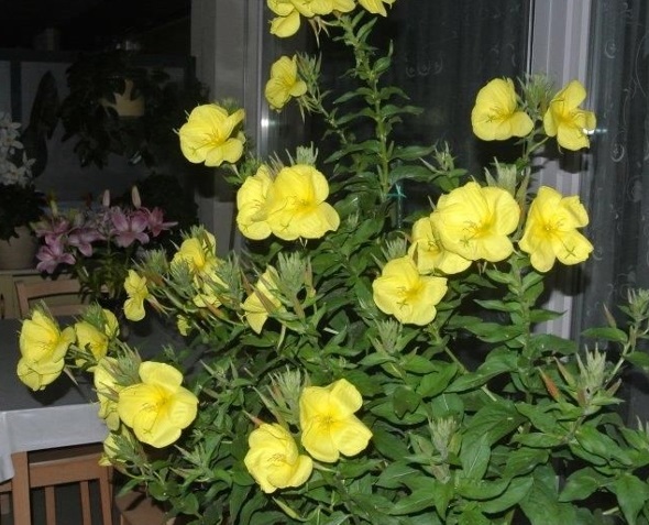 Die Nachtkerze, eine wahre Wunderblume