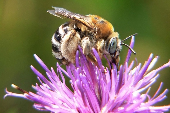 Nicht nur Honigbienen leben in der Schweiz