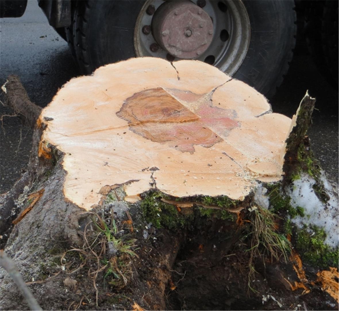 Unverständliches Fällen von Hochstamm-Apfelbäumen 