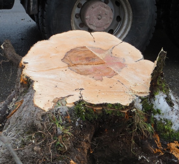 Unverständliches Fällen von Hochstamm-Apfelbäumen
