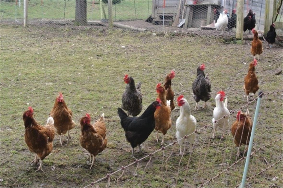 Der Hahn als Osterschmuck und Zeichen des Glaubens 