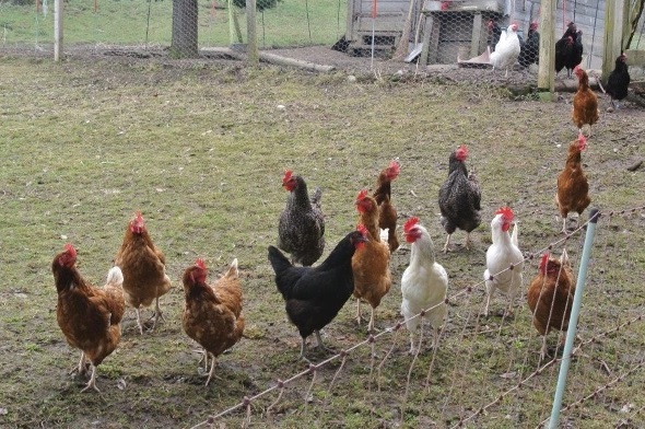 Der Hahn als Osterschmuck und Zeichen des Glaubens