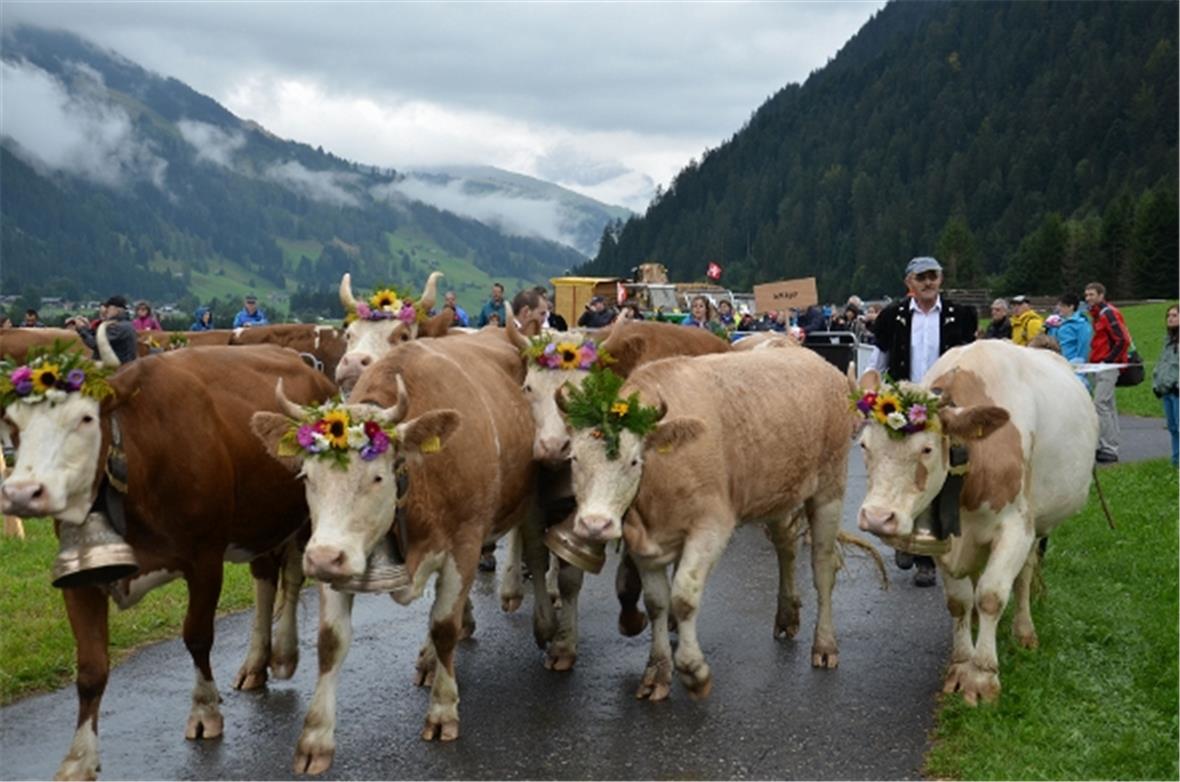 Der Alpsommer ist vorbei – die Chüjerfamilien kehrten ins Tal zurück 