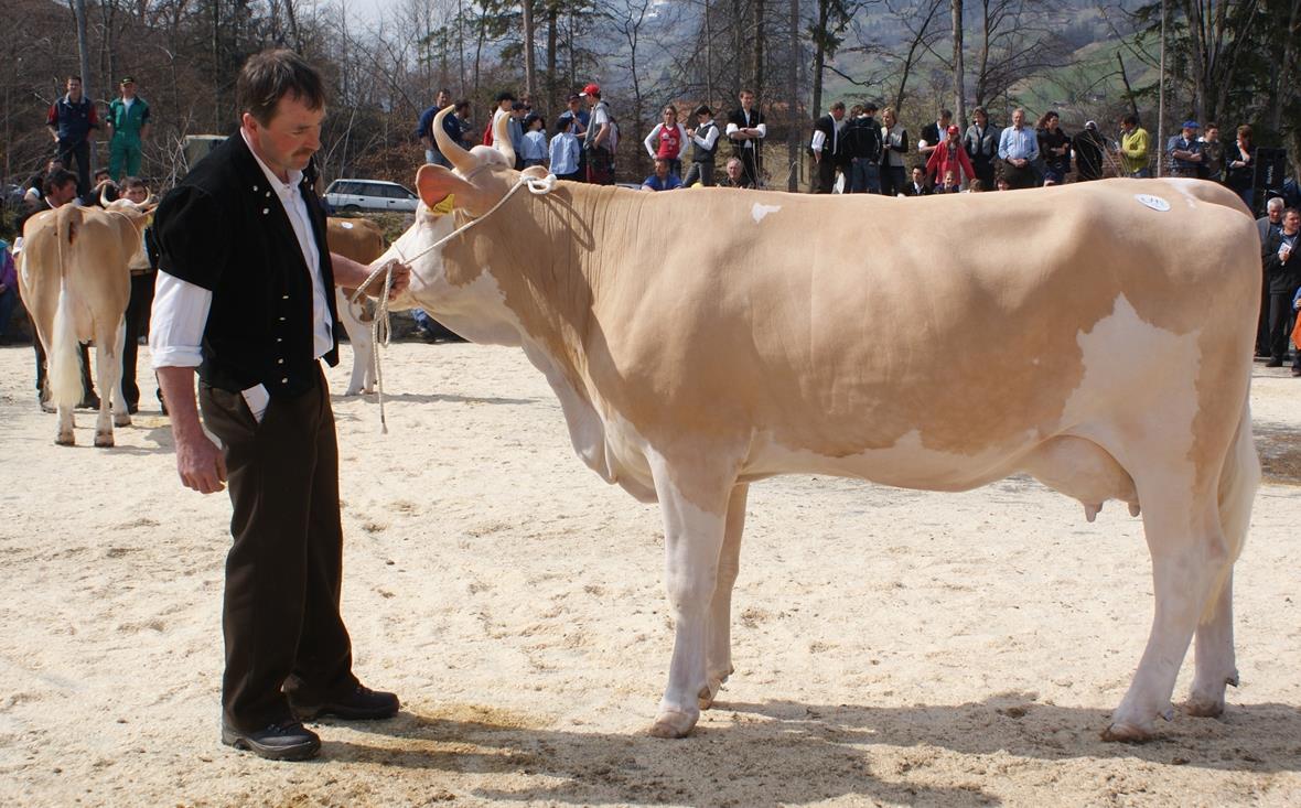 Die Missen heissen Cortina, Crista und Amelia 