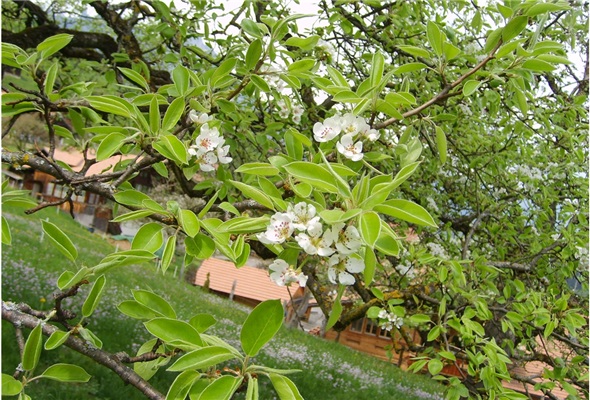 Die Obstbäume blühen und dann gibt’s Obst – wegen der Bienen!