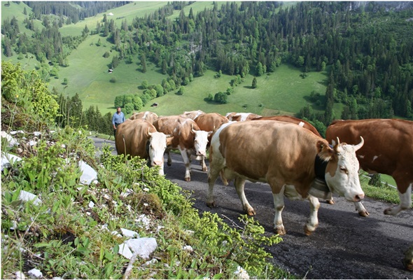 Diemtigtaler Alpen unter der Lupe