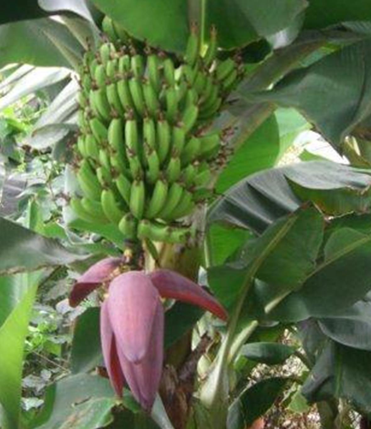 Eröffnung der Gnuss-Wuche 