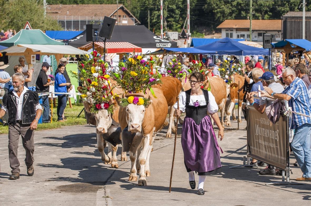 Alpabfahrt St. Stephan ist vorbei – jetzt wird auf den Vorweiden geweidet 