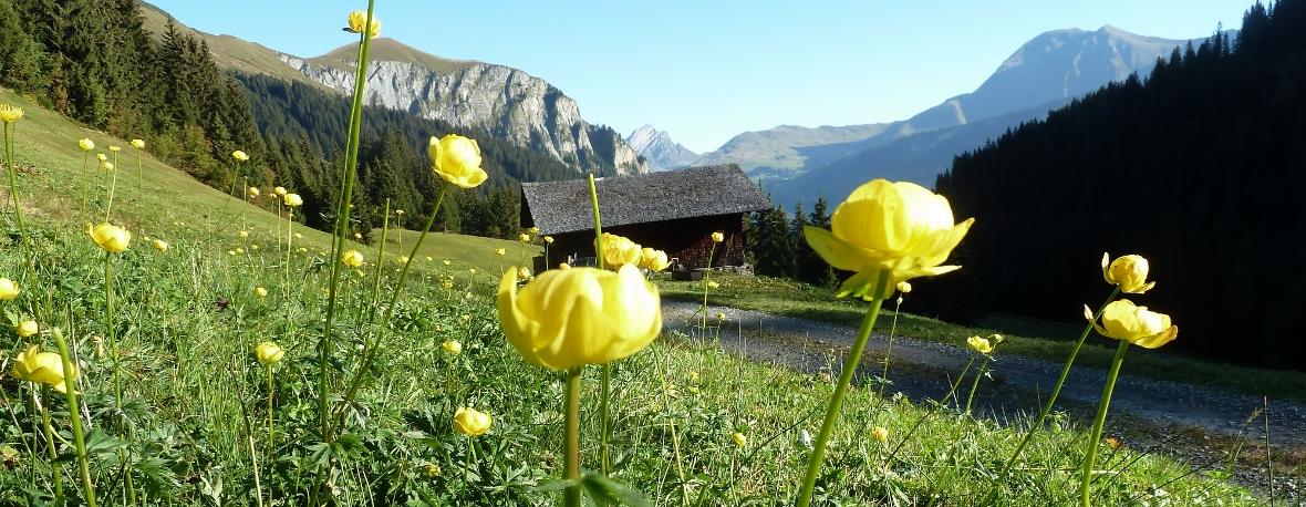 Ankebälli blühten im Herbst nochmals 