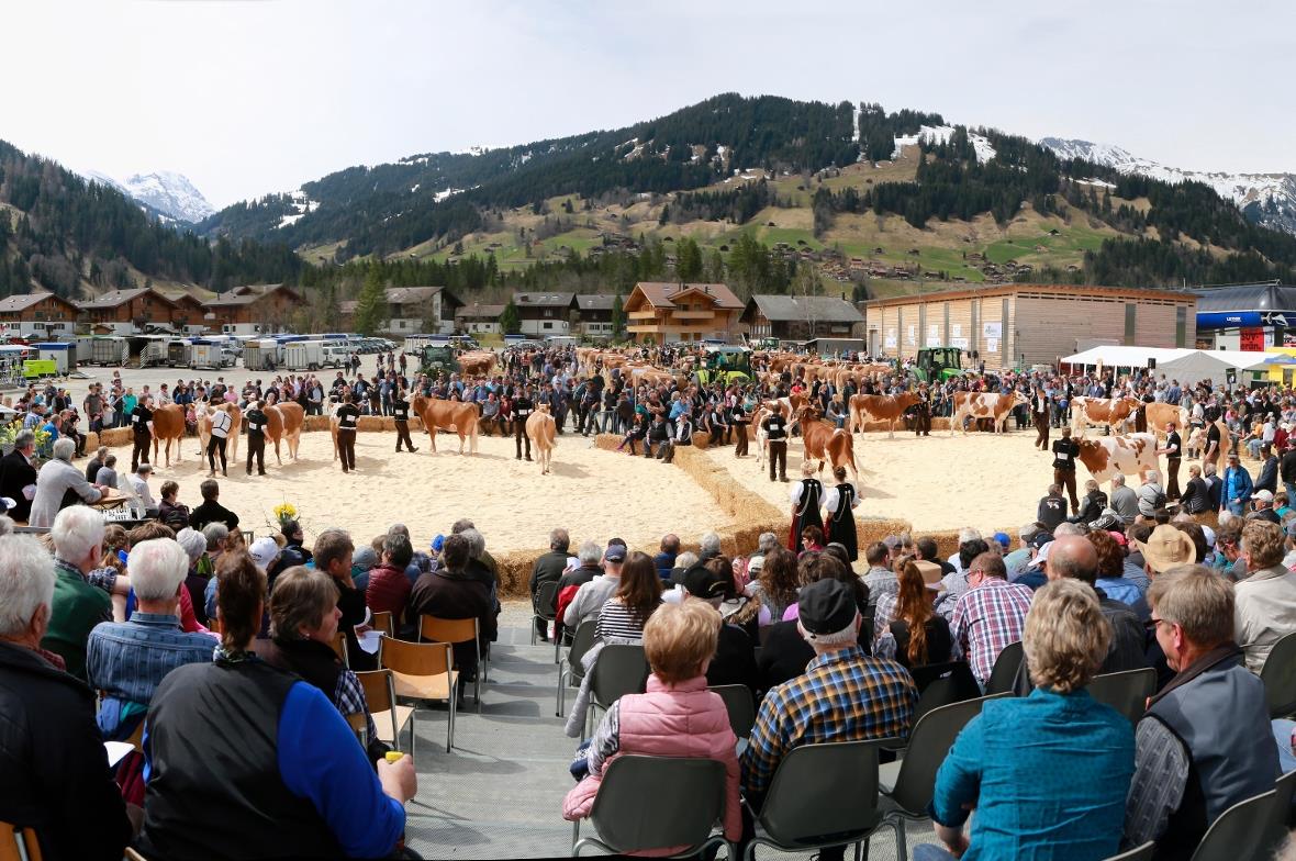 Ein geschenkter Tag für die Amtsviehschau Obersimmental 