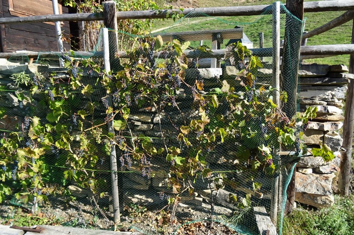 Höchster Weinstock des Simmentals 