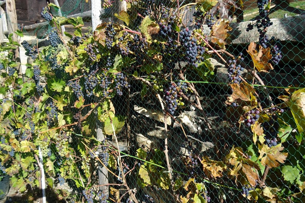 Höchster Weinstock des Simmentals 