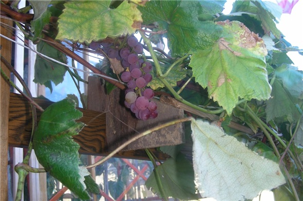 Weinstock auf ca. 1200 Meter ü. M.