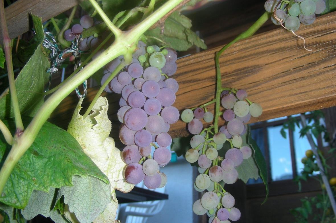 Weinstock auf ca. 1200 Meter ü. M. 