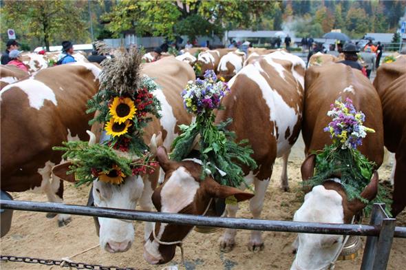 Jubiläumsschau 125 Jahre Viehzuchtverein Erlenbach