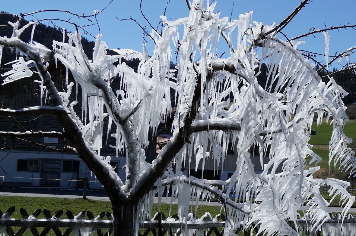 Baum in Eishülle – Eiskunstwerk am Baum? 