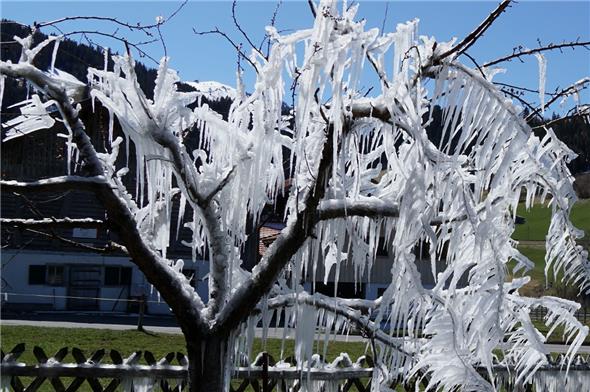 Baum in Eishülle – Eiskunstwerk am Baum?