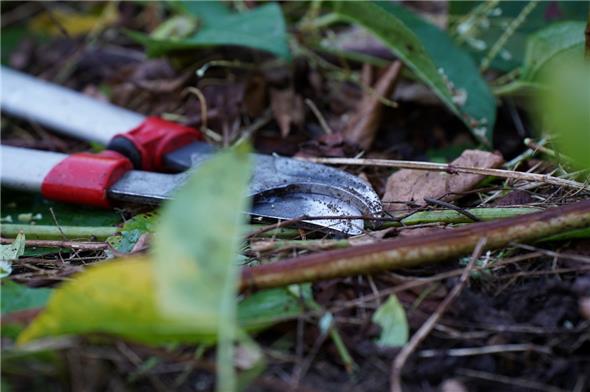 Einen Wald von Staudenknöterich in Garstatt beseitigt