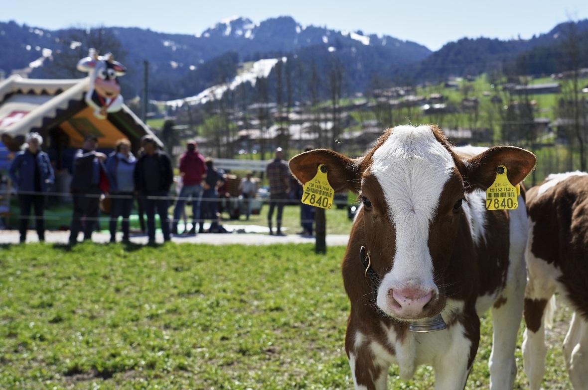 Barbetrieb auf dem Hof und Roboter im neuen Stall 
