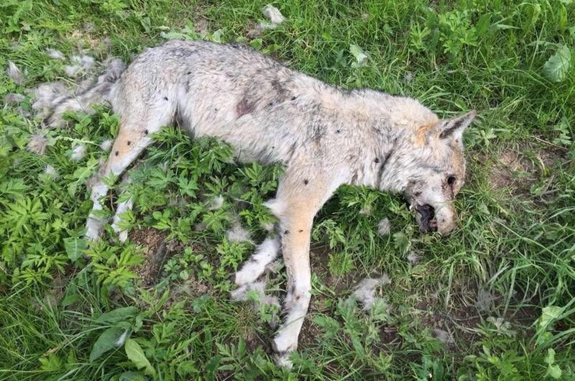 Wolf wurde erlegt 