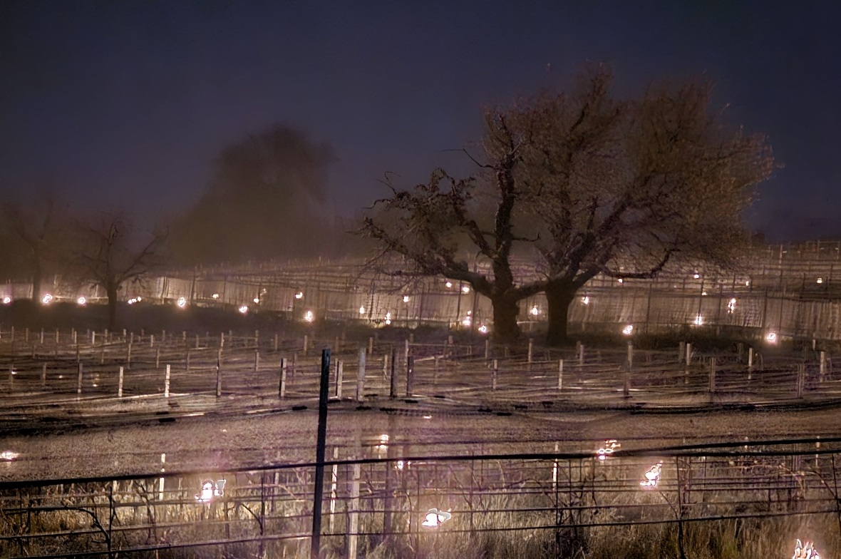 Brennende Weinberge in Spiezwiler 