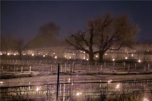 Brennende Weinberge in Spiezwiler
