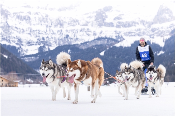 Schlittenhunderennen