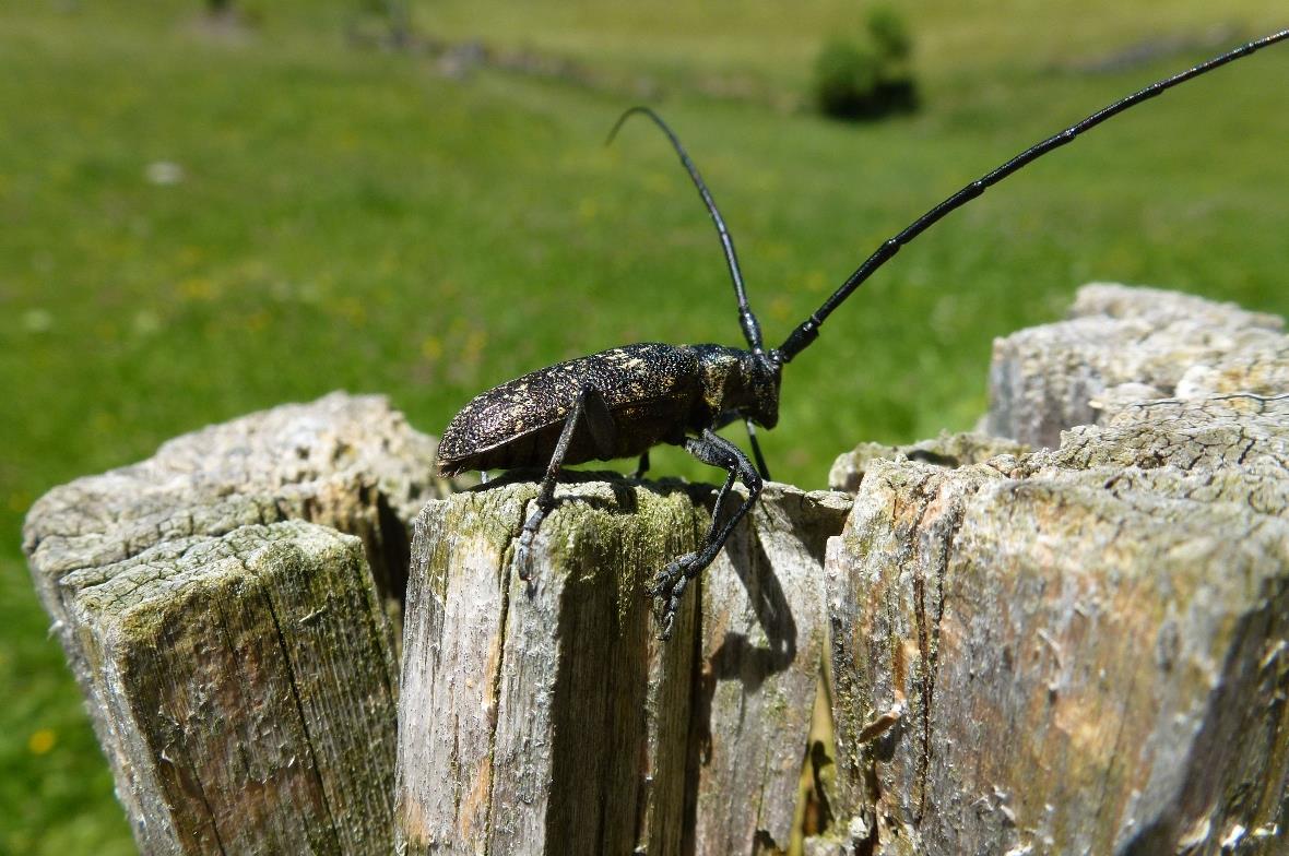 Bockkäfer ging ins Netz.