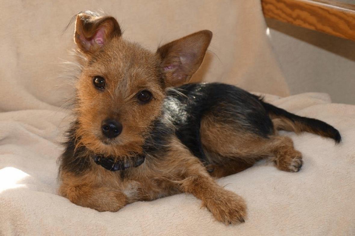 Chilli musste am 7. Januar 2018 mit 1012 Jahren wegen Tumor eingeschläfert werden.