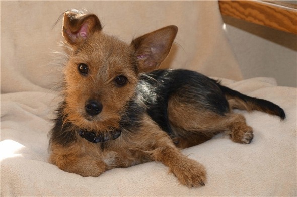 Chilli musste am 7. Januar 2018 mit 1012 Jahren wegen Tumor eingeschläfert werden.