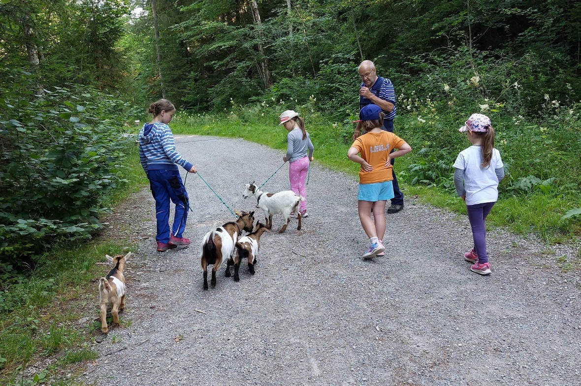 Chüngel, Hühner und Zwerggeisen.