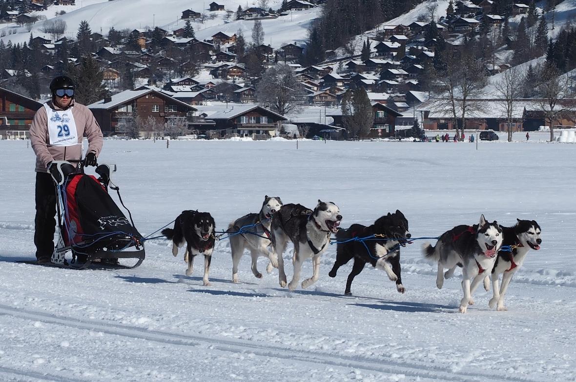 Daniel Hanselmann in der Kategorie 6 Hunde offen
