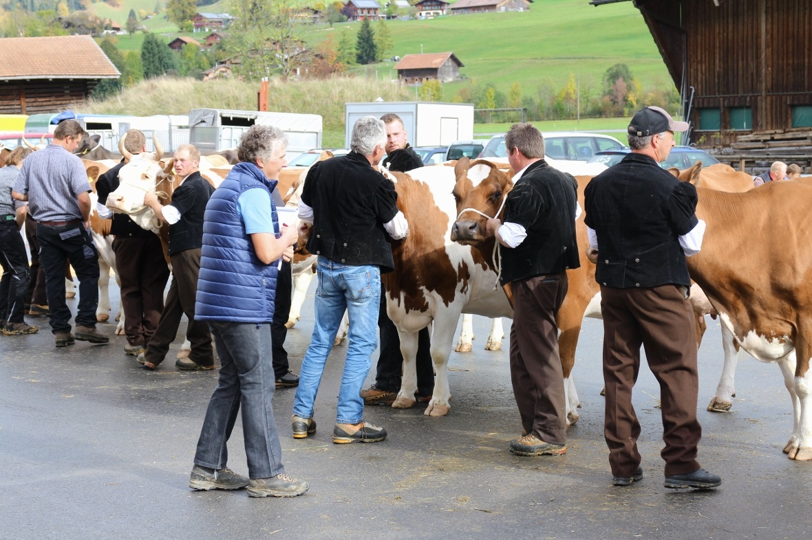 Dank Vreni Zeller klappte der Auftritt der Kühe in den Ring bestens und sehr züg...