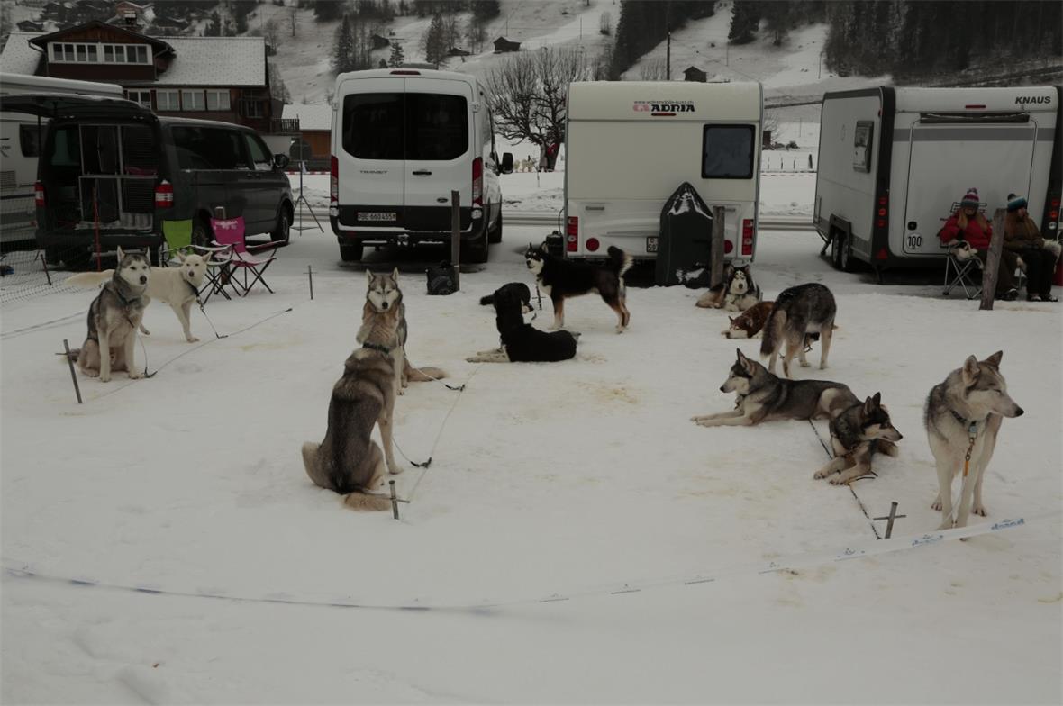 Das Domicil von Vivienne Décorvet und ihren Schlittenhunden