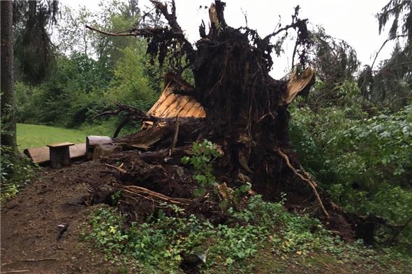 Das Grill-Häuschen wurde von den massiven Tannen zertrümmert.