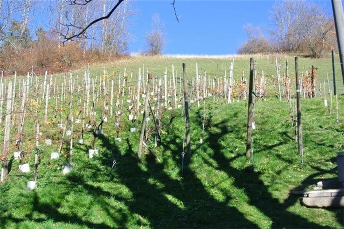 Das Herzstück, die Rebstöcke.