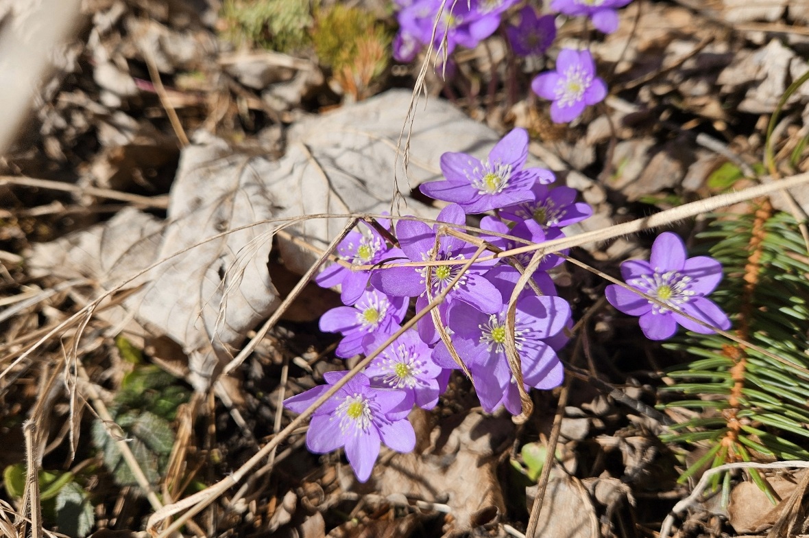 Das «Läbereblüemli» als kleine/feine Botschafterin des wiederkehrenden Lebens.
