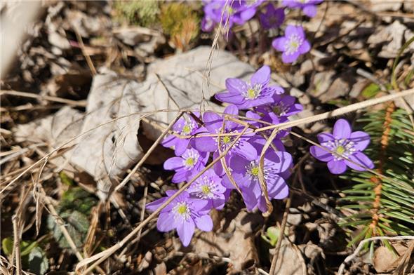 Das «Läbereblüemli» als kleine/feine Botschafterin des wiederkehrenden Lebens.