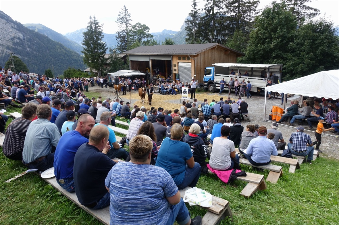 Das Publikum verfolgte die Viehsteigerung auf dem Springenboden mit Interesse.