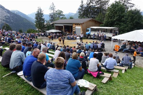 Das Publikum verfolgte die Viehsteigerung auf dem Springenboden mit Interesse.
