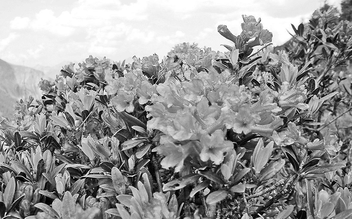Das Rot der Alpenrosen lodert am Leiterli so schön wie die Masse der Spanien Fans in Wien. Gibt es ein schöneres Geschenk als ein Strauss Leiterli Alpenrosen?