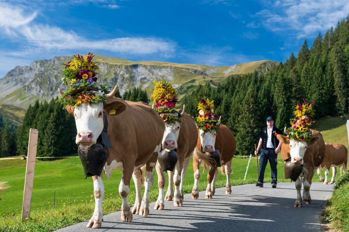 Das Simmentaler Fleckvieh bei wundervollem Panorama.