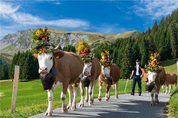 Das Simmentaler Fleckvieh bei wundervollem Panorama.